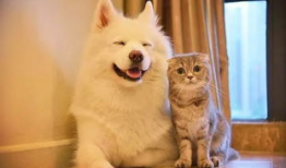 宠物视频,捕捉宠物视频中的欢乐瞬间